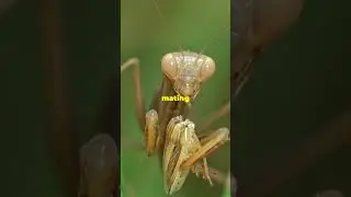 Insects that sacrifice their lives for procreation!