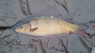 Lednový kapr