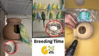 How to avoide birds fights in home aviary for nest #shorts #viral#gstarsmedia