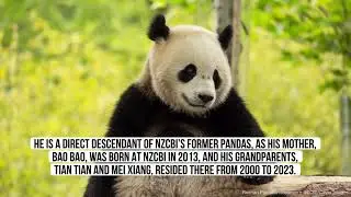 Two New Giant Pandas Are Heading To Washington D.C. From China