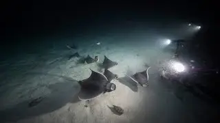 Guided Scuba Night Dive - South Florida