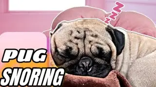 ASMR 3 Minutes of a Pug Dog Snoring (Sounds Human) for Sleep, Relaxation 
