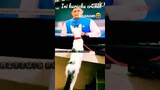 Cat watching tv video|Mittu's Pets Corner|#shorts