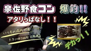 泉佐野食品コンビナートでロックフィッシュ爆釣！！