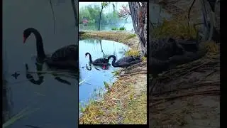 SWIM #bird #eagle #tiktok #trending #shonagelofficial #viral #funny #shorts #short #youtube #video
