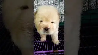 cute puppy #shorts