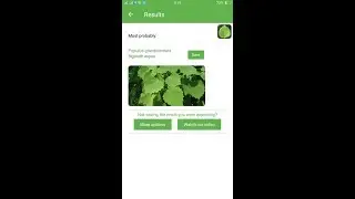 PlantSnap identifies a Bigtooth aspen (Populus grandidentata)
