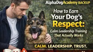 How to Earn Your Dog&rsquo;s Respect: Calm Leadership Training That Actually Works
