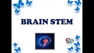 BRAINSTEM  | PARTS & FUNCTION OF BRAINSTEM | MID BRAIN | PONS | MEDULLA OBLONGATA | reticular system