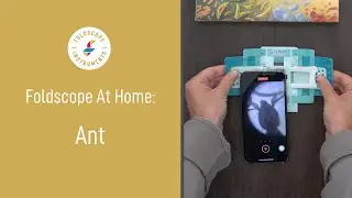 Foldscope at Home: Ant