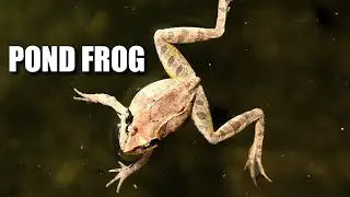 Pond Frog Facts: aka the BROWN FROG 𓆏 Animal Fact Files