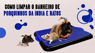 COMO LIMPAR O BANHEIRO DE PORQUINHO DA ÍNDIA E RATOS TWISTER