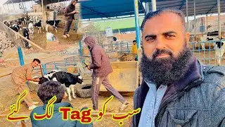 Aj Sab Bachoo Ko Parvan Laga Dia Or Tag Be Lag Gay