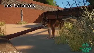 Planet Zoo Franchise Fr #4 | Un enclos difficiles pour nos caracals | Zoo africain