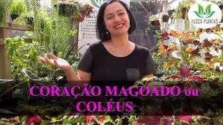 CORAÇÃO MAGOADO ou COLÉUS: plantio, estaquia, cuidados