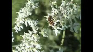 Eupeodes luniger pestřenka