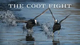 The coot fight #coots