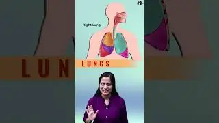 Lungs | Breathing and exchange of gases One shot video with Roshni mam | animation + concepts