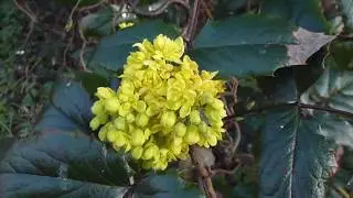 Oregon-grape - Mahonia aquifolium -  Sk&oacute;garbrydda  -  Bl&oacute;mstrandi runnar - Gul bl&oacute;m