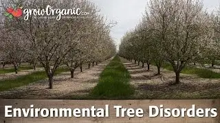 How to Diagnose Environmental Tree Disorders