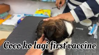 COCO KO LAGI FIRST VACCINE 💉