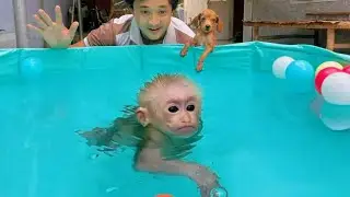 Baby monkey Lulu can swim very well, She loves to be taken special care of by her dad