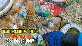 MANCING WKO‼️PADI KEBANJIRAN MENJADI LUMBUNG IKAN NILA || UMPAN LUMUT #mancing #fishing #tilapia 
