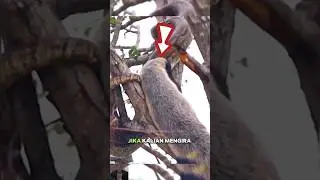 PERTARUNGAN ULAR PITON VS MUSANG MADU #shorts