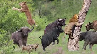 Amazing... Buffalo Herd Flick Lion Into Air To Rescue Warthog - Lion vs Buffalo, Warthog