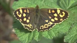 Speckled Wood Butterflies Pararge aegeria tircis