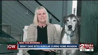 Great Dane bites burglar during home invasion