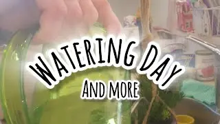 Plants 'Watering Day' 😌🤲
