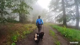 Wanderung im Nebel mit Appenzeller Sennenhund Django