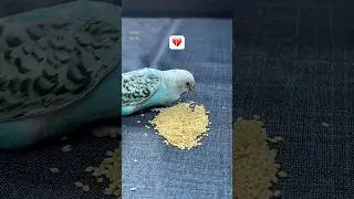 My love 💔 budgie setup #budgies #lovebirds #rescue #disabled #petcare #setup #petsvlog #shortsfeed