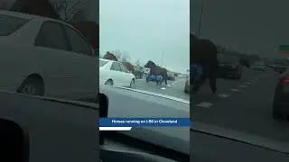 VIDEO: Horses running on I-90 in Cleveland