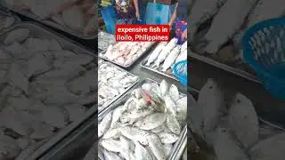 expensive fish per kilo #fish #shorts