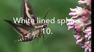 Top 10 Most Beautiful moths in the world
