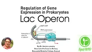 Gene regulation in Prokaryotes (The Lac Operon)
