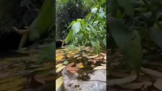 iPhone under water videography tips😱