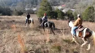 All 3 Trail Horses for Sale at McNatt Farms