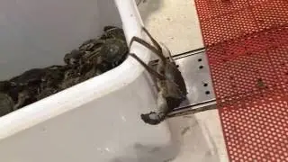 Parkour Crab escapes supermarket