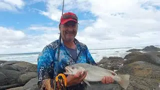 Cob on Mccarthy paddle Tail Drop shot fishing