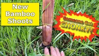 Which Bamboo Species Has The Best Shoots for Harvest in USDA Zones 5 / 6?
