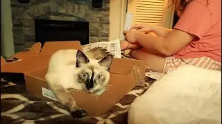 🐈🐾 Unboxing AMOSIJOY Cordless Cat Window Perch, Cat Hammock for Window with 4 Strong Suction Cups
