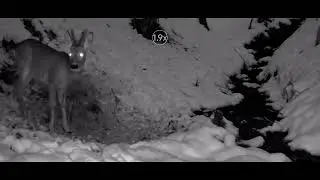 Kozioł na śniadaniu 🦌@LeśneKameryPodkarpacia 16.01.2026