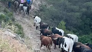 L.M encierros en Moratalla 2025 🇪🇸🌾🌄🐃🐃