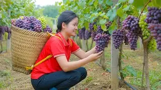 Harvesting 1000+ Big Fresh Grape Bunches from the Garden and Selling Them at the Market