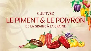 Le Piment & le Poivron de la graine à la graine