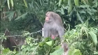 EUDAi MONiA - #scimmie #monkey #giungla #jungle #italia #vietnam #danang #street #walking #travel