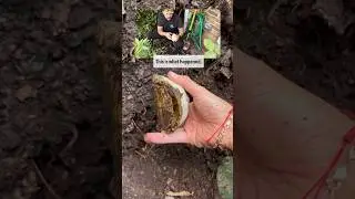 This is what happens When you Dig a Hole for the Turtles to Brumate  #turtles #shorts #reptile